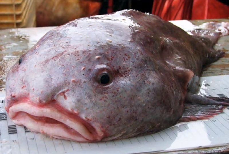 Illustration for article titled Inaugural Clashtalk post - Blobfish